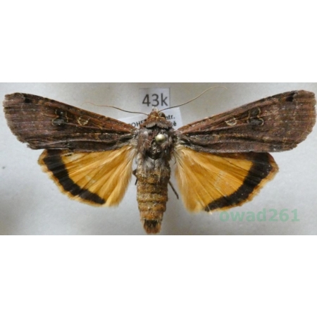 Noctua pronuba (Linnaeus, 1758) Rolnica tasiemka Czech43k